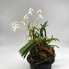 Neofinetia falcata Zuiun 瑞雲 